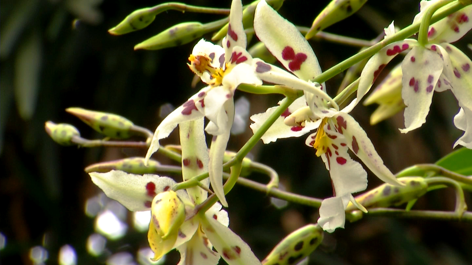 Annual Botanical Garden Orchid Show Blooms And Flows